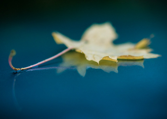 leaf reflection