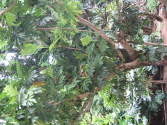 Limahuli Gardens 1