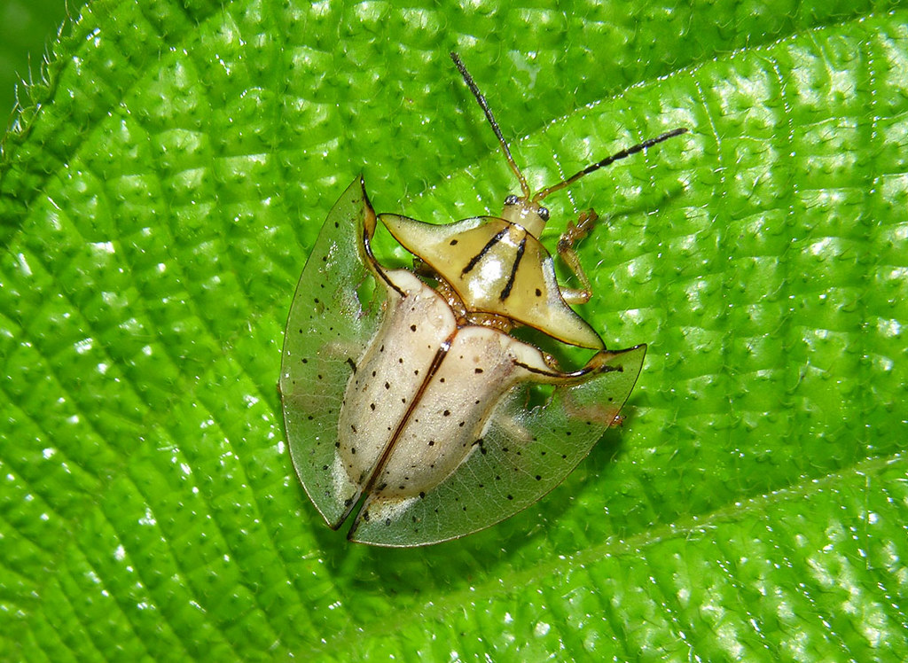 Tortoise beetle (Acromis sparsa) from Panama