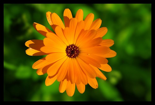 simply orange | Carolina Ödman | Flickr