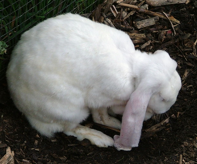 London Zoo - Long Eared Rabbit - September 18th 2006