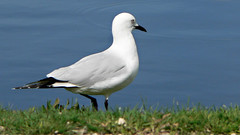 gull at the lake