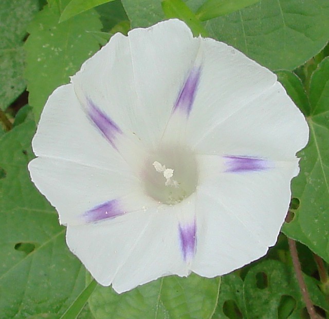 White morning glory with lavender highlights