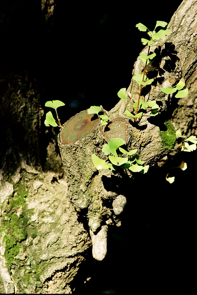 trunk
