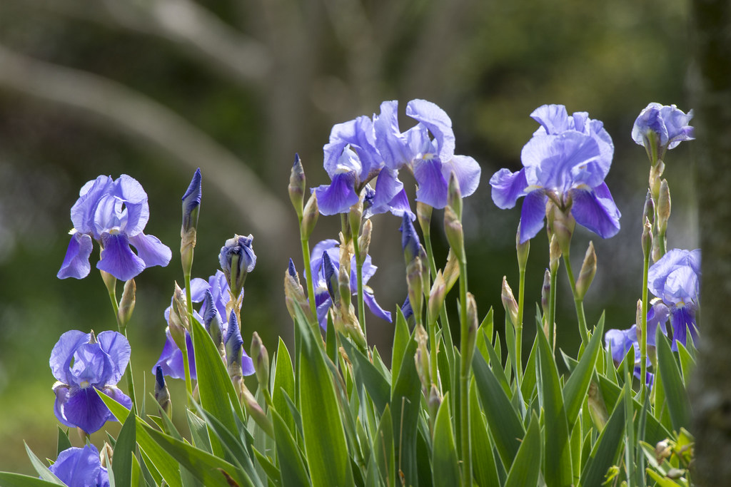 Iris in the wind | Iris in bloom, Breton Bay, Maryland | Tim Brown | Flickr
