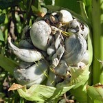 Maisbeulenbrand (Corn Smut, Ustilago maydis)