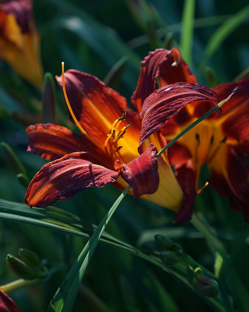 Sunset garden: daylily