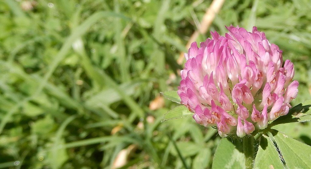 Red clover, Great Smoky Mountains National Park, Tennessee, USA