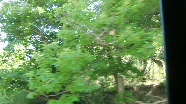 Forest from the car
