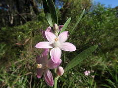Eriostemon australasius flower NC6