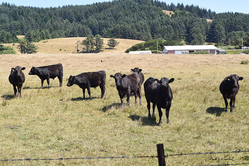 oregon pasture coast herd blackcows