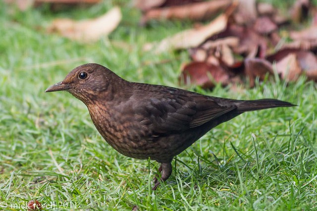 Female Blackbird.