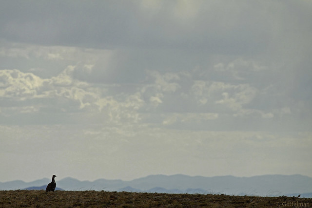 Male sage grouse silhouette with clouds 3