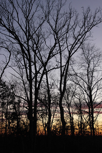 trees sunset silhouette virginia aldie