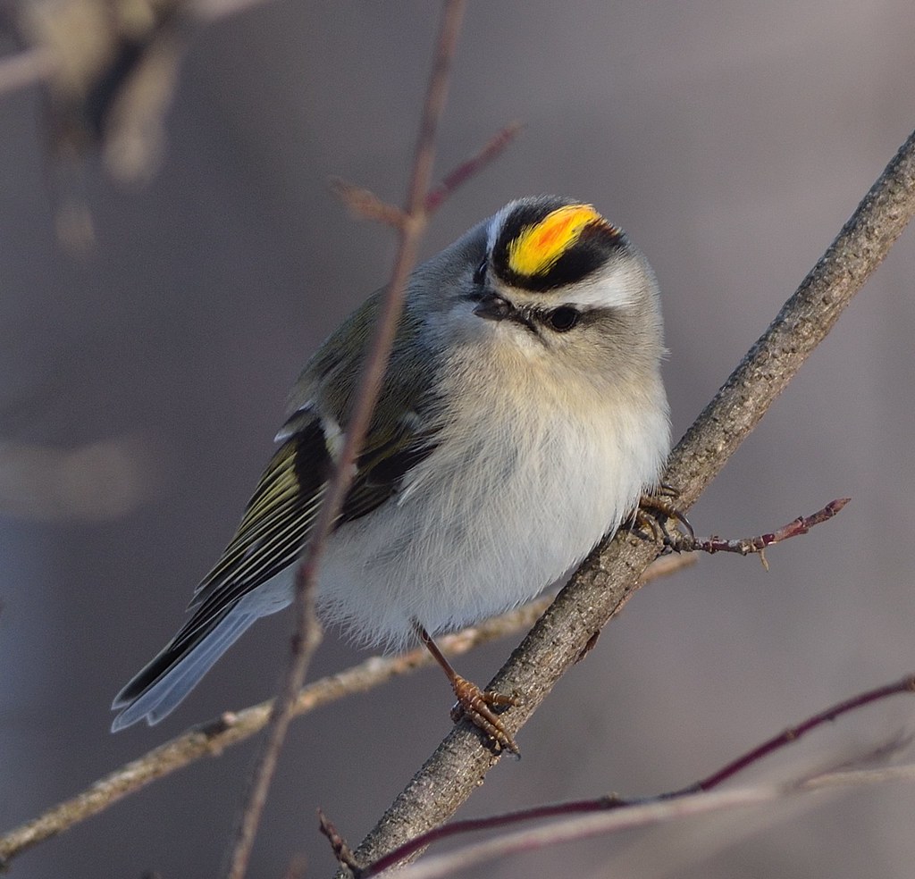 Kniglet Golden Crowned Kinglet Pictures – VNZHEJ