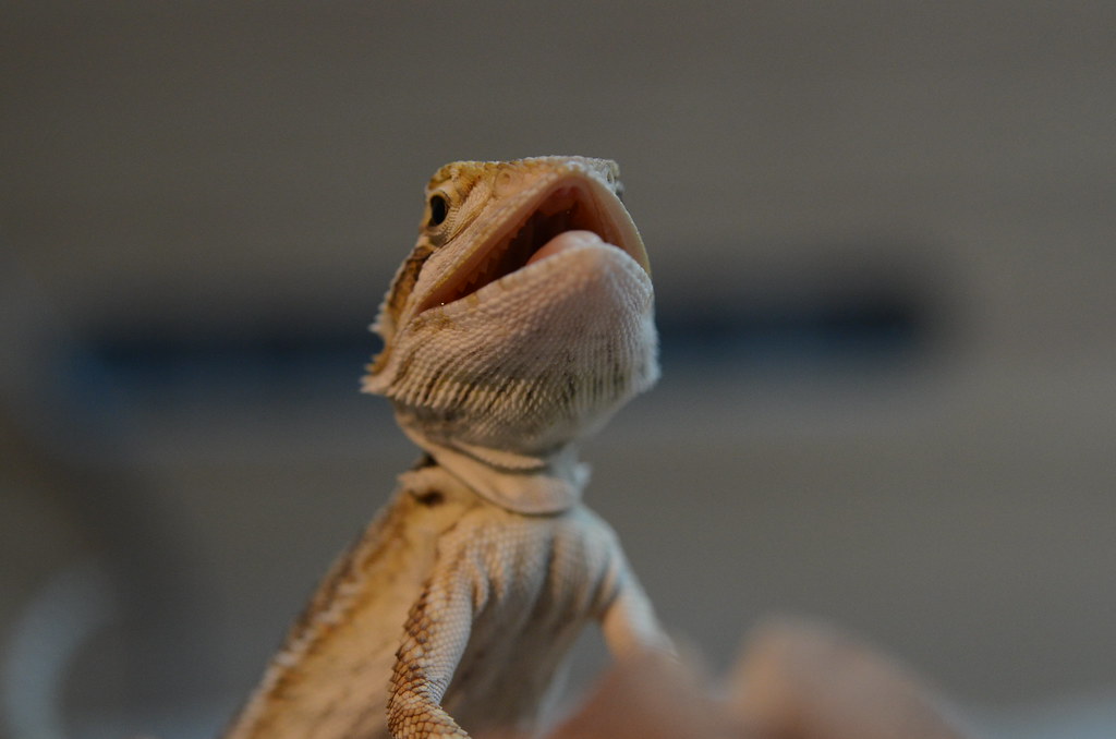 Baring Bearded Dragon Teeth Baby Ones Roxy Stanyon Flickr