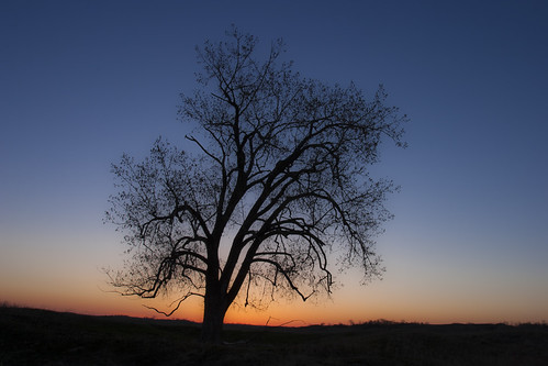 Cottonwood Sunrise by Matt Thalman - Valley Man Photography, Cottonwood sunrise. Sheyenne National Grassland, North Dakota.
<a href="http://ValleyManPhotography