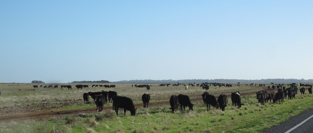 Cattle on the Long Paddock outback NSW?