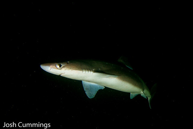 Dogfish Shark10