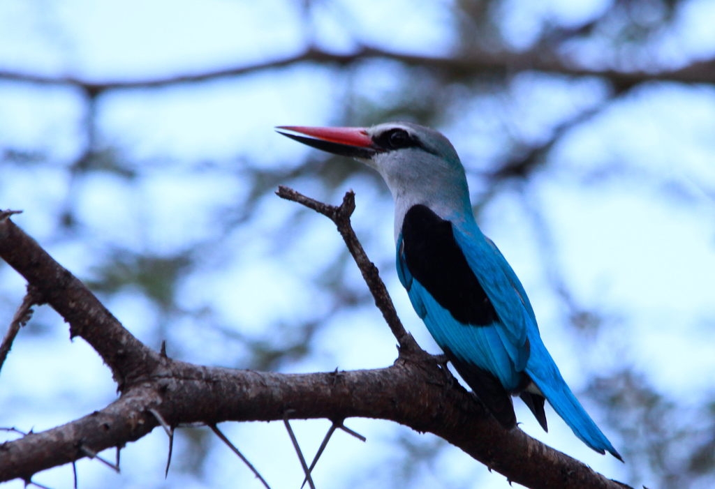 Woodland Kingfisher, Halcyon senegalensis at Marakele Nati… | Flickr