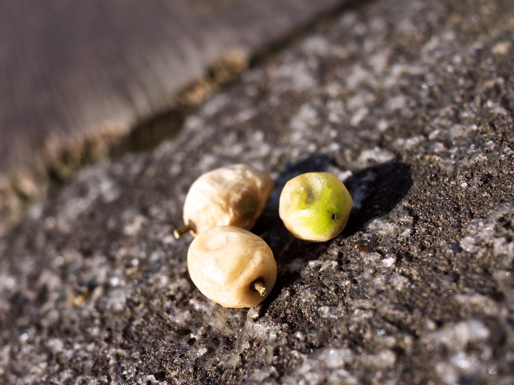 chinaberrry