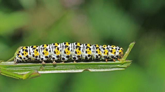 Mullien Moth Caterpillar