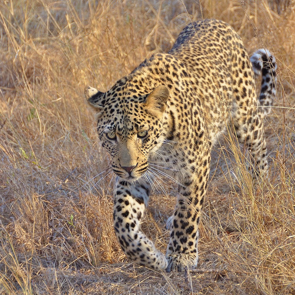 Sabi Sands leopard