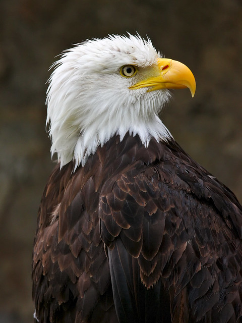 Bald Eagle - Lifted Feathers
