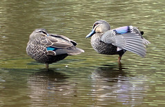 Pacific Balck Ducks