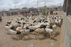 Camel Market (2)