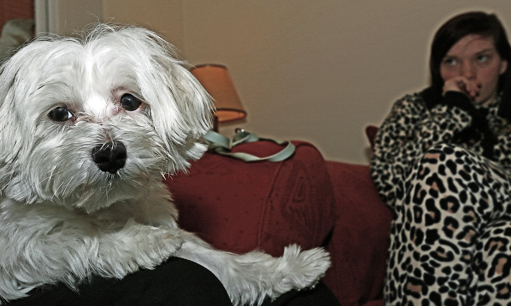 Ah - Woody the Maltese Terrier (10 months) (6D) (17-40mm F4)