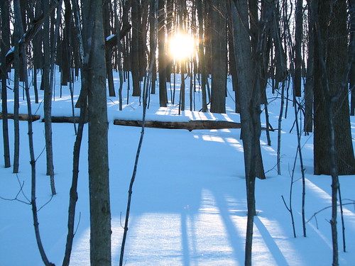 wisconsin winter hot summer trees maples sun whitnalpark hiking trail sunset nature