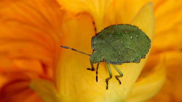 Common Green Shieldbug ~ Palomena prasina