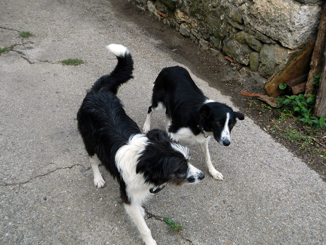 Dogs greet us as we enter into the mountain village of Brez in the Picos de Europa, Spain