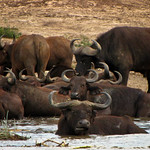 Buffalo buffalo buffalo buffalo buffalo buffalo buffalo buffalo