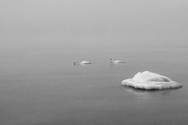 Swans in the Baltic Sea, in Black and White