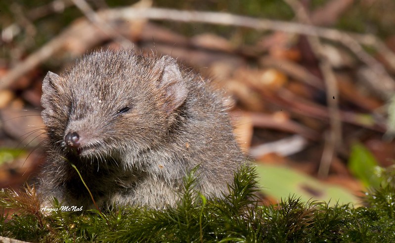 Dusky Antechinus (Antechinus mimetes)