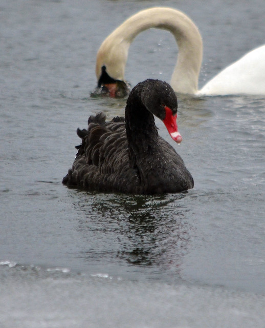 Black Swan 1