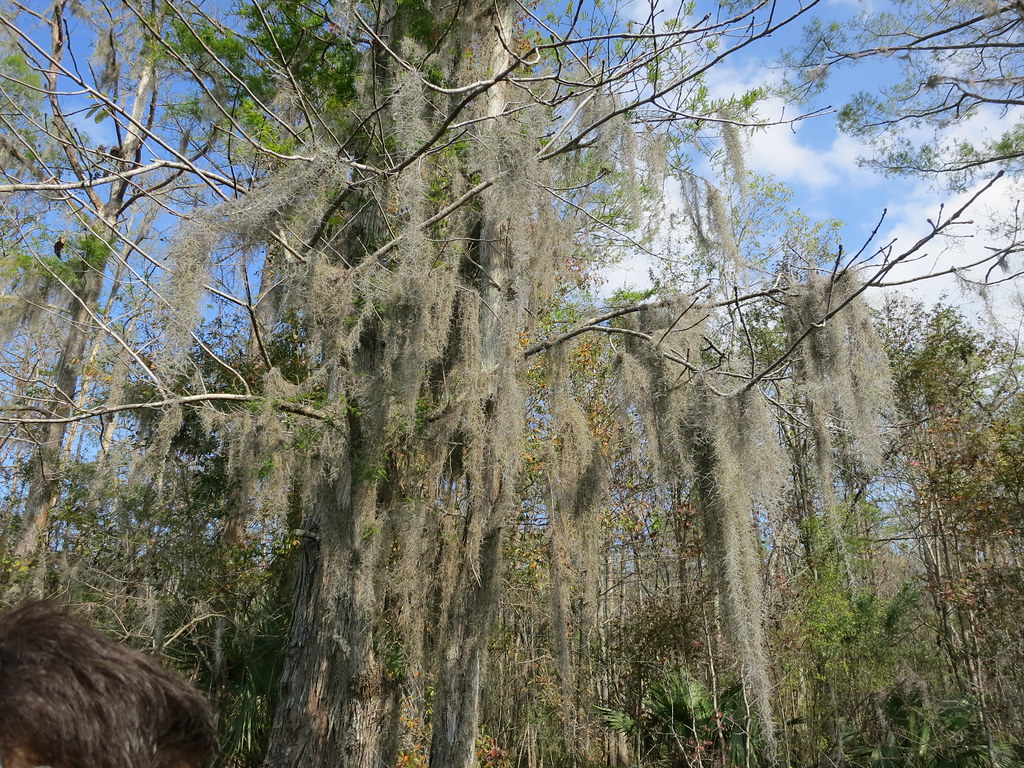 Swamp Tour!