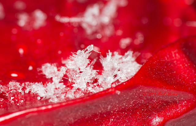 ice on red