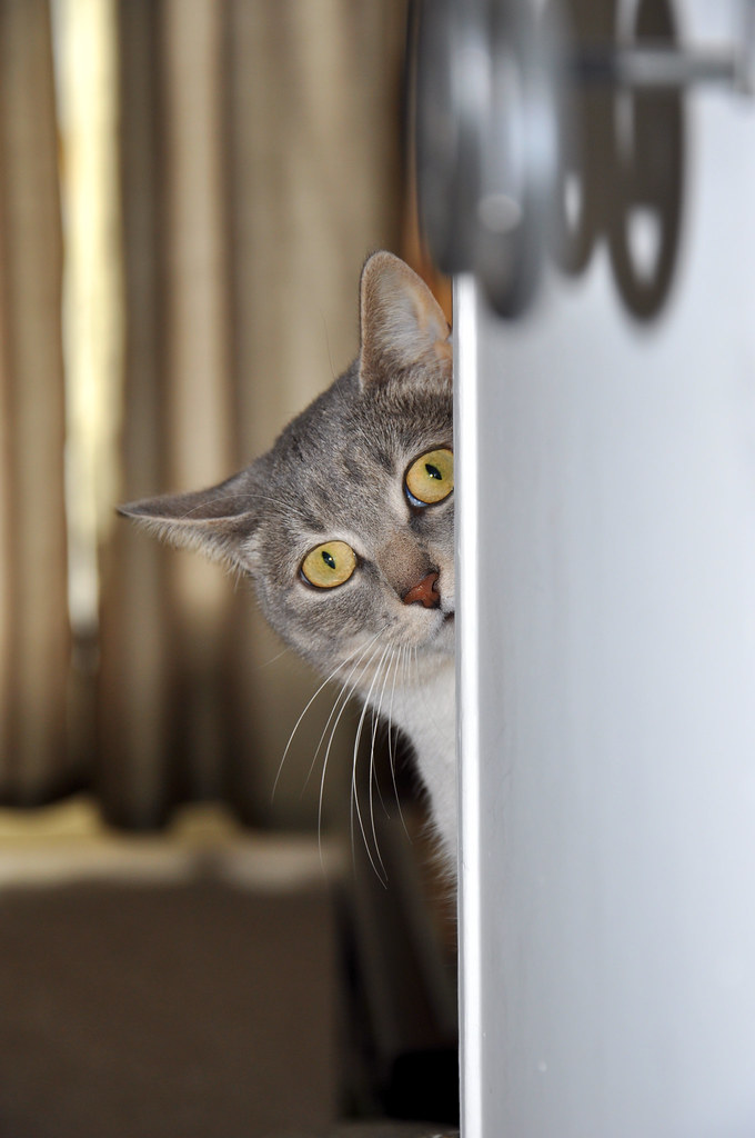 Cat playing peek a boo One of her new favorite games... pe… Flickr