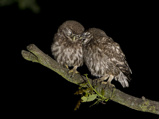 Little Owl chicks (Athene noctua)