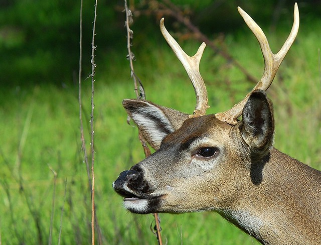 Black-tailed Deer, head shot