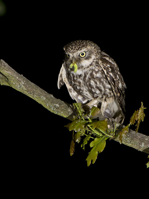 Little Owl (Athene noctua) with caterpillar