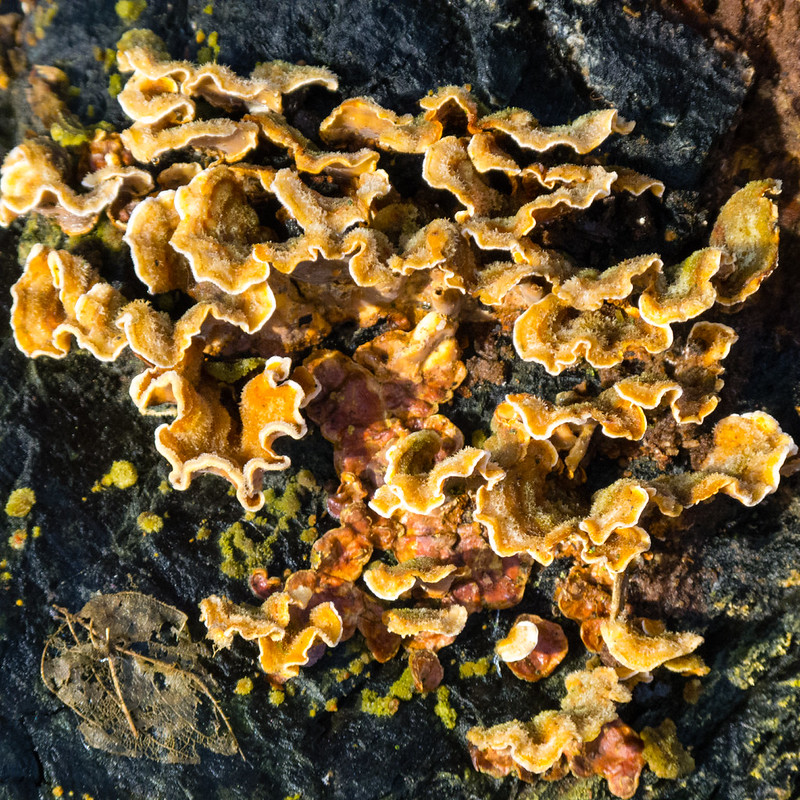 Turkeytail fungus, Northycote