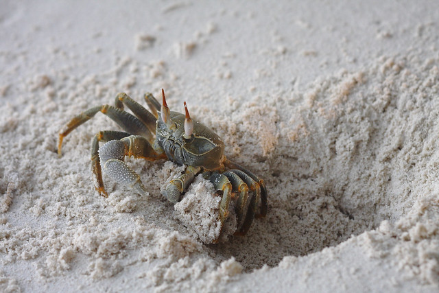 Ghost crab - Maldives [IMG_14683]
