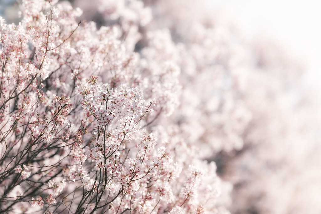 春の陽 / Light of spring