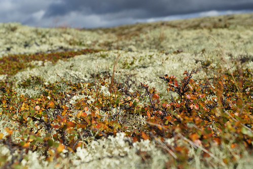 dvergbjørk betulanana dwarfbirch autumn høst dagalifjell