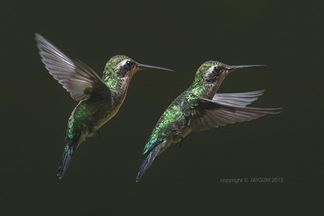 Besourinho-de-bico-vermelho/Hummingbird (Chlorostilbon aureoventris) Flight sequence