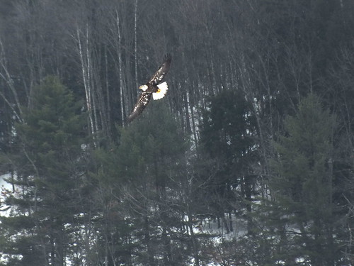 Bald Eagle by RonG58, This Bald Eagle was looking for fish over Mosher Pond in Fayette Maine pictures new trip travel wint